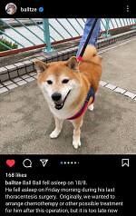 Смешная жёлтая сидящая собака, известная нам как Cheems, того :С / Doge Lore :: чимс :: RIP :: сайт хорошего настроения :: Cheems :: Мемы (Мемосы, мемасы, мемосики, мемесы)