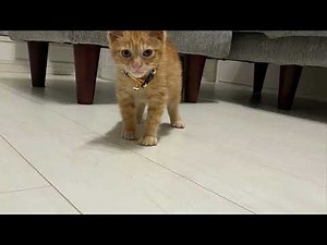 【話題】猫が寄ってくる音！猫の鳴き声