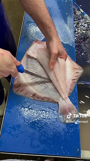 Filleting Wild Turbot from the North Sea | Fishmonger Tutorial