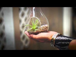 How To Create An Air Plant Terrarium