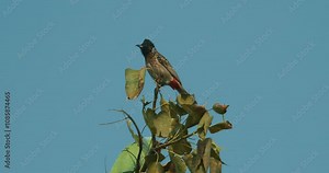 Agra, Uttar Pradesh, India. Red-vented Bulbul Or Pycnonotus Cafer Siting On Tree Branch. Bulbul Family Of Passerines. Included In List Of World's 100 Worst Invasive Alien Species. Resident Breeder