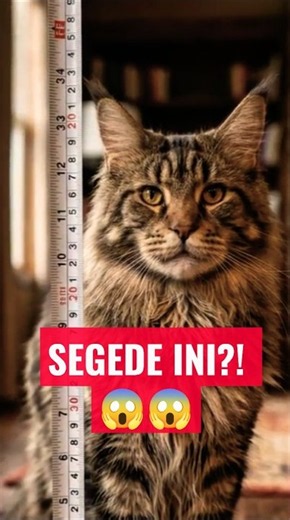 Ep. 2: 🔥 How Big Can a Maine Coon Get? 😱🐈#cat #uniquefacts #cat