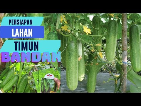 Persiapan lahan mentimun bandana#farming #petani #berkebun