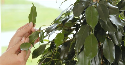 Was tun, wenn der Ficus die Blätter verliert?