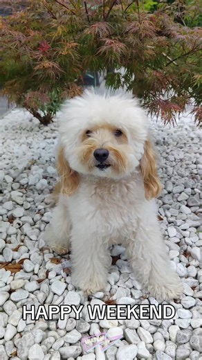 LITTLE ROCKY DOG su TikTok