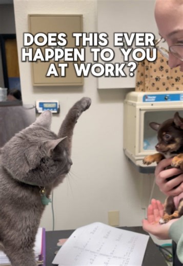 Please tell me I’m not the only one who feels this way? 🐾 #cliniccat #cat #work #vet #veterinarian #vetmed #veterinary #coworkers #annoying #annoyingcoworker