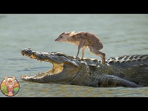 LES 10 ANIMAUX LES PLUS INSOLITES DU MONDE | Lama Faché