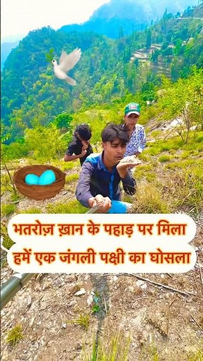 We found a wild bird's nest on the mountain🏔️#ytshorts #pigeon #minivlog #broodyhen #vlog #chicks