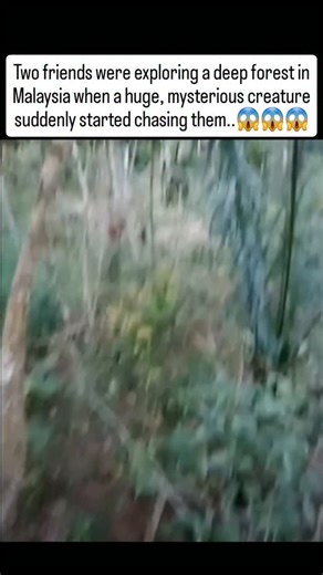 Scary_Encounter5 on Instagram: "Two friends were exploring a restricted area deep inside a tropical forest in Kelantan, Malaysia, when things took a terrifying turn .... As evening fell, they spotted a huge, mysterious creature standing between the trees — its shape was strange, almost unreal, like it didn’t belong to this world . When they tried to look closer, the creature let out a loud roar and started chasing them through the forest! One friend panicked and climbed up a tree, while the othe