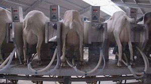5.7K views · 110 reactions | You've seen the preview of the SR external goat rotary, here what our customer Hamish Noakes has to say. He is currently milking 800 goats through his new parlour with growth expected in the future. | GEA Farming | Facebook