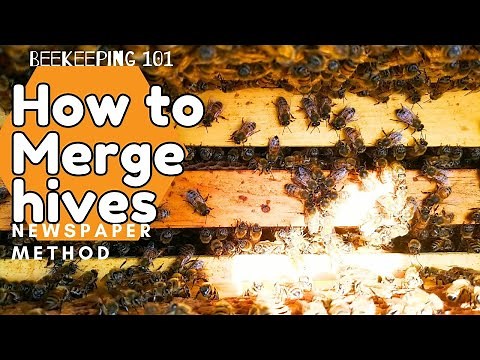 ☯️ How to Merge Hives | Newspaper Method -Beekeeping 101