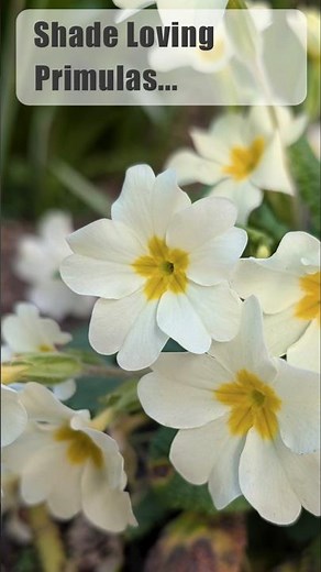 Introducing shade loving Primulas (Primroses). #gardening #springflowers #garden