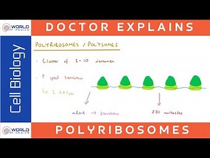 Polyribosomes/Polysomes | Cell Biology