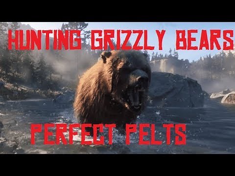 RDR2 - HUNTING GRIZZLY BEARS! HOW TO GET PERFECT BEAR PELTS! Red Dead Redemption 2