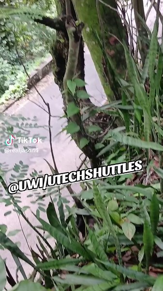 cherry bomb x gold gad🔥🔥📸 #badbus@UWI/UTECH SHUTTLES