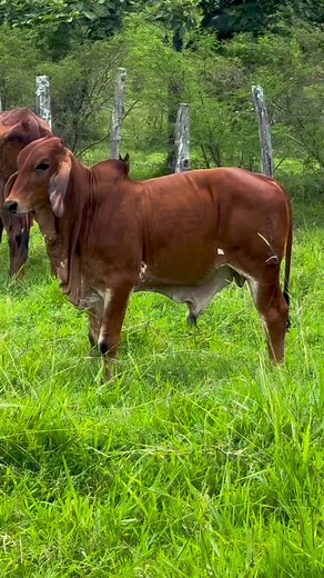Ternero F1 de 7 Meses: Ganadería en el Llano