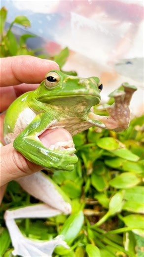 My first time seeing a long-legged green frog 🫨🫨 #funny #animals #shorts