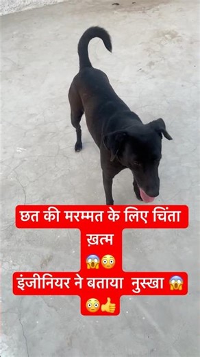 Naughty dog did something crazy😱😳😂#shorts #shortvideo #dogshorts #fyy #foryou