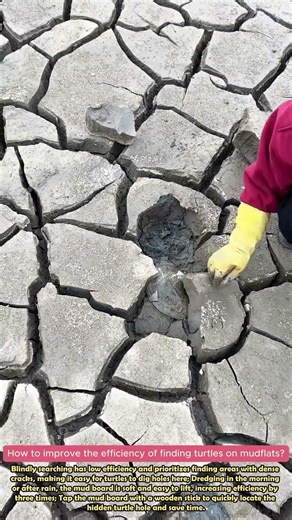 There are live turtles hidden in the cracked mud beach #lifewisdom #practical #wonder