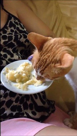 Cat eating potato salad