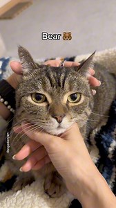 15M views · 646K reactions | full options car #cat #FunnyCats #cutecat | Ringodanyan | Facebook