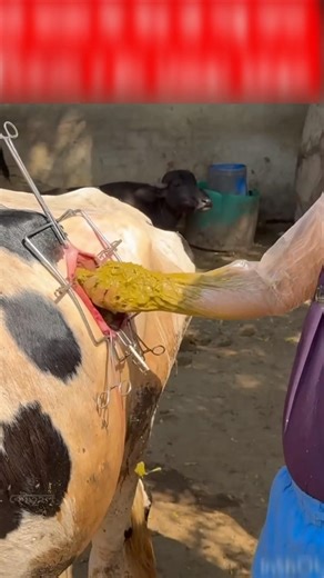 cannulated or fistulated cow