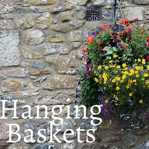Seasonally Planted, Premium Hanging Baskets
