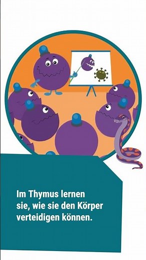How does the immune system work? A closer look