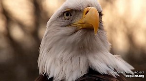 Decorah Eagles - Raptor Resource Project