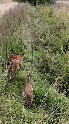 Beautiful Roe Deer with Her Fawns! 🦌🌿 #nature #wildlife #deer #animals