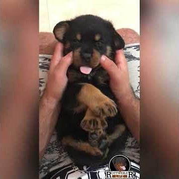 Rottweiler Puppies are the BEST Cuddle Buddies!