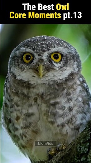 The Best Owl Core Moments Pt13