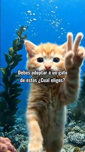 🫶👉Adopta un Gato Legendario🔥🌟❣️¿Cuál eliges? ó Real pero adopta🙏#tiernosyesponjosos#gatotitlan#iacat