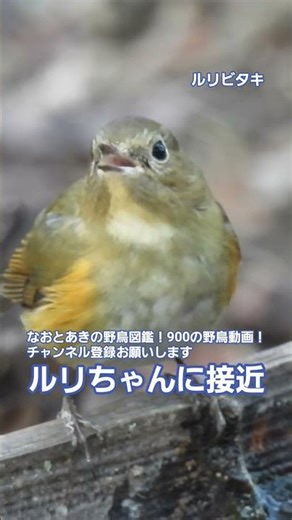 【ルリビタキ ～ルリちゃんに接近！～ 】@神奈川県秦野市 弘法山公園 20260128