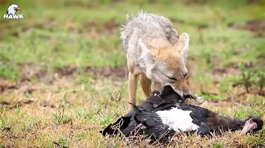 30 Brutal Moments Of Hunting Jackals Fighting Pythons   Animal Fight