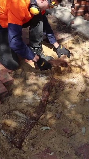 Tree Roots Destroying Your Pavers? Watch This!