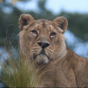 84K views · 4.7K reactions | Three of the world's rarest LIONS 女女女 One spectacular NEW habitat  Open NOW!  | Chester Zoo | Facebook