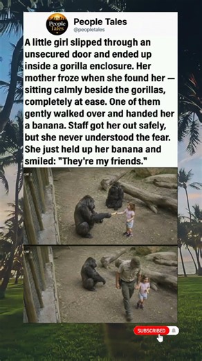 Toddler slipped into a gorilla enclosure.