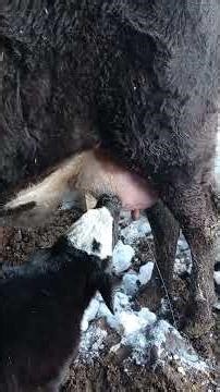 Tek meme var sanıyor #yavruhayvanlar #hayvancilik #inek #animals #köy #kalite