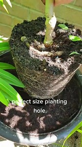 Gardening Hacks😍 #diyplanter #Diygardenideas #GardeningGoals | DIY Gardener