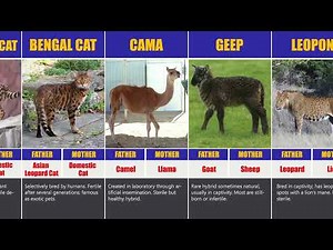 Top Hybrid Animals You Won’t Believe Exist!