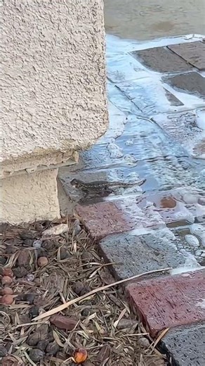 Moth-Eating Lizard 😳