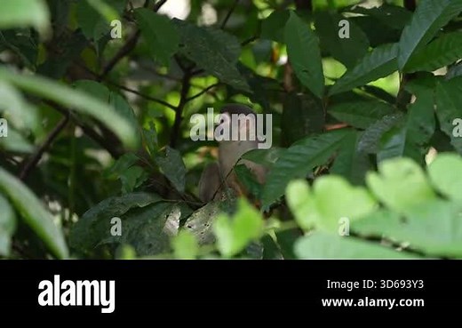Humboldt's squirrel monkey in amazon rainforest Puerto Narino Amazonas Colombia Stock Video Footage - Alamy