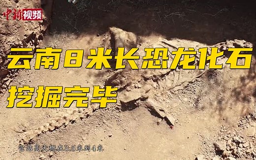 云南8米长恐龙化石挖掘完毕 完整度超70%