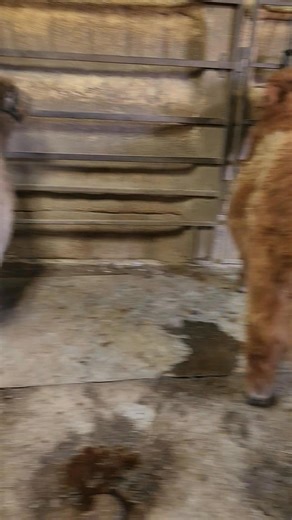 Highland babies have been moved into the show barn. We're excited for these guys. The dun heifer on the far left has already been purchased. The middle dun heifer and red bull calf are up for grabs but we're getting them ready for OKC show. | Malone Highland Cattle