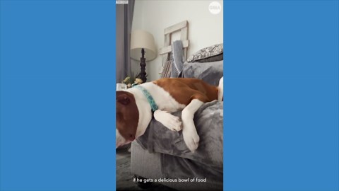 Viral dog with narcolepsy passes out whenever he gets too excited