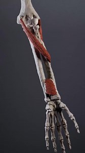 99K views · 1.8K reactions | Supination and pronation explained #supination #anatomy | Dr. Ishtiaque Arafat | Facebook