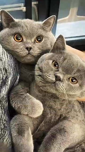 British Shorthairs Why So Pricey | Everyday Zen