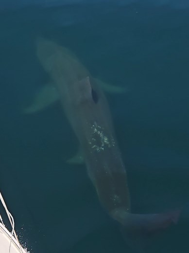 Exploring Different Types of Sharks in the Ocean