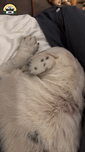 Volume on! Snoring compeition between these two is hilarious 😂 | The Asher House